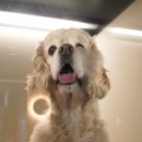 옐레드 애견유치원 & 호텔 고양덕은점 이미지