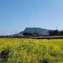유채꽃 향기 이미지