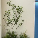 식물 인테리어 | 대구조경 치과 병원인테리어 실내 인조식물 조경 작업 후기