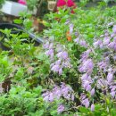 히얼퍼피 이미지