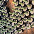 용비농장 이미지