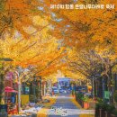 향동마을축제, 은행나무 아래로(예정) | 순천여행 제10회 향동 은행나무아래로 축제 (11.2)