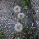 민들레홀씨 이미지