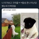 귀여워, 댕댕이 이미지