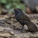 Cachar Wedge-billed Babbler ( Wedge-billed Wren Babber 중국도감은 ) 이미지