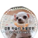하슬라동물병원 이미지