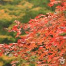 성주산단풍축제 2018 이미지