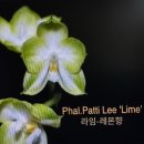 Phalanopsis Patti Lee 'Lime'패티 리 '라임' 이미지