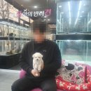 내 품안의 반려견(강서점) 이미지