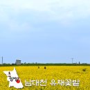7번국도 동해대로(강현면) | 핸들 꺽길 잘했다! 실시간 양양 남대천 유채꽃 만개 위치 7번 국도 커플 여행