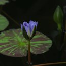 신구대학교 식물원