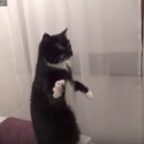 달리삭스 이미지