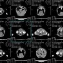 아프리카 동물의료센터 이미지