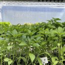 풍년농약사 | 대전 유성 5일장 2차 방문 후기 | 4월 말 서울농약사 모종 총정리(고추·가지 드디어 나왔어요)