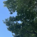 송림지하보도 | [부산여행] 부산 수국 해운대 송림공원 부산 수국 끝물 / 부산신세계백화점센텀시티점 / 광안리해수욕장