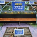 창녕동애등에 이미지