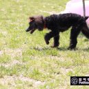 쁘띠몽 네이버블로그