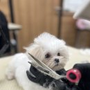 김포애견미용학원