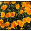 금영화 (California Poppy) 이미지