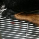 쇼독동물병원 이미지