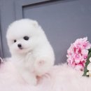 아기천사애견샵