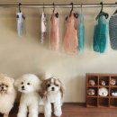 도그지음 이미지