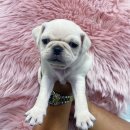 댕댕 일번가 이미지