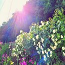 행복한집펜션 이미지