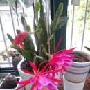 부평 재래시장[부평-4] 이미지