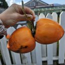 연포가든 이미지