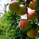 지인농장2 이미지