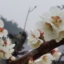 탐진농원 이미지