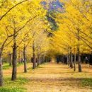 은행나무 이미지