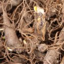 송인약품 이미지