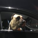 와와카페 이미지