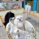 대웅동물병원 | 강아지 담낭슬러지 영양제 낙산균 급여 후 변화