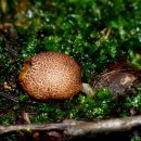 황토버섯 이미지