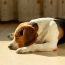 시흥24시센트럴동물의료센터 이미지