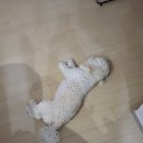 그루밍 하니 이미지