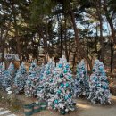 곰돌이 | 테이스티가든 아기랑 곰돌이트리 포토존 후기