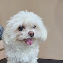 름자펫살롱 이미지