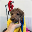 모여라 애견미용 | 대구애견미용 모여라 솜뭉치, 애견미용 맛집 인정!