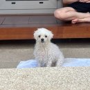 포석로5(서) | 어머님들 모시고 간 스테이 꼬리 하나, 내돈내산 솔직 후기 ✏️ (글 엄청 많음 주의🚨)