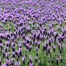 고래정원 이미지