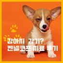 강남켄넬 | 아기강아지 기침, 감기? 강아지 켄넬코프란? / 포메라니안 켄넬코프 치료 후기