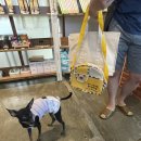 워킹페코 이미지