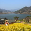 목련휴게실 | 전남 구례 지리산 치즈랜드 수선화 실시간 개화 상황 2026.3.26