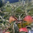 능금농장 이미지