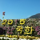 양산 국화꽃 축제 이미지