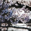 산꽃벚꽃마을 오토캠핑장 | 벚꽃명소 추천 | 금산 보곡산골 산벚꽃 축제 일정 장소 볼거리 총정리 (feat. 산꽃 벚꽃마을 오토캠핑장)